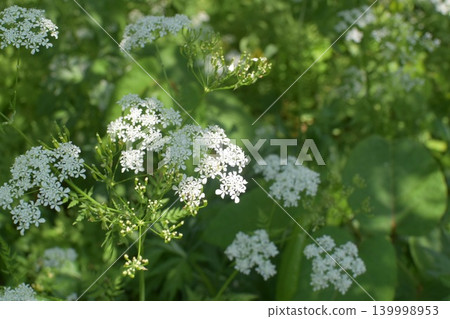 一片莎草花田,一片春日森林 一片莎草花田,一片春日森林 139998953