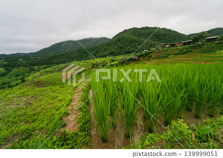 ecology travel with camping outdoor relax in rice field at chiangmai thailand in raining season ecology travel with camping outdoor relax in rice field at chiangmai thailand in raining season 139999051