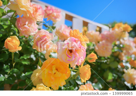 Pink and yellow roses blooming under a blue sky Pink and yellow roses blooming under a blue sky 139999065