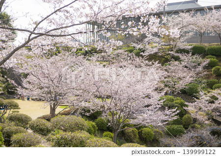 Cherry blossoms in bloom at Senkoji Park in Onomichi City, Hiroshima Prefecture Cherry blossoms in bloom at Senkoji Park in Onomichi City, Hiroshima Prefecture 139999122