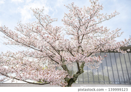 Cherry blossoms in full bloom and garden scenery adorn Onomichi Senkoji Park in spring. Cherry blossoms in full bloom and garden scenery adorn Onomichi Senkoji Park in spring. 139999123