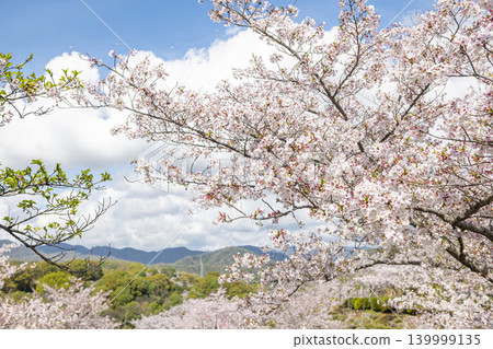 A refreshing spring landscape adorned with blue skies and cherry blossoms. 139999135