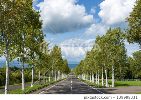 令人心曠神怡的夏日景象:一條兩旁種滿白樺樹的道路通往大海。 令人心曠神怡的夏日景象:一條兩旁種滿白樺樹的道路通往大海。 139999331
