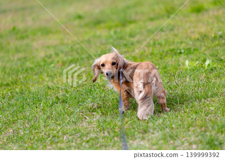 卡寧琴臘腸犬在公園玩耍 卡寧琴臘腸犬在公園玩耍 139999392