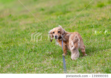 卡寧琴臘腸犬在公園玩耍 卡寧琴臘腸犬在公園玩耍 139999393