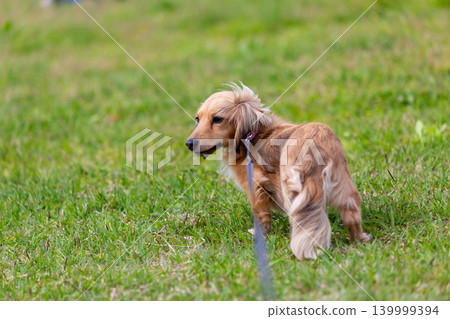 卡寧琴臘腸犬在公園玩耍 卡寧琴臘腸犬在公園玩耍 139999394