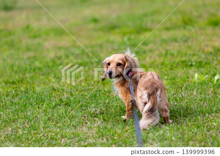 卡寧琴臘腸犬在公園玩耍 139999396