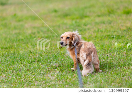 卡寧琴臘腸犬在公園玩耍 139999397