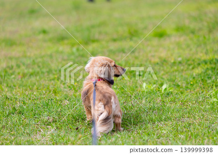 卡寧琴臘腸犬在公園玩耍 卡寧琴臘腸犬在公園玩耍 139999398