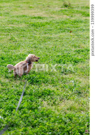 卡寧琴臘腸犬在公園玩耍 卡寧琴臘腸犬在公園玩耍 139999399