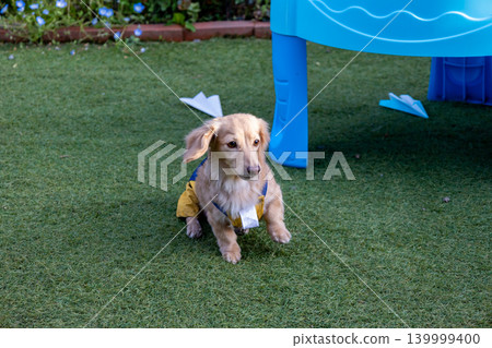 卡寧琴臘腸犬在公園玩耍 卡寧琴臘腸犬在公園玩耍 139999400