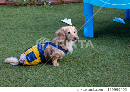 卡寧琴臘腸犬在公園玩耍 139999403