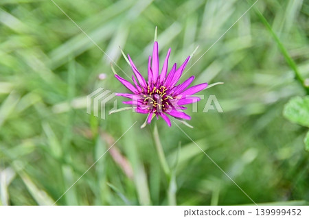 Magenta flower Magenta flower 139999452