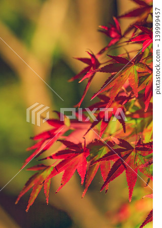 Bright autumn leaves lit up 139999457