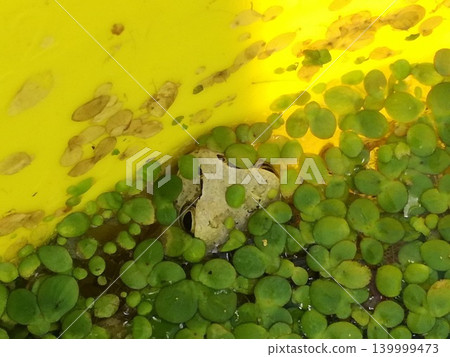 一隻樹蛙從漂浮的水草間探出頭來。 一隻樹蛙從漂浮的水草間探出頭來。 139999473