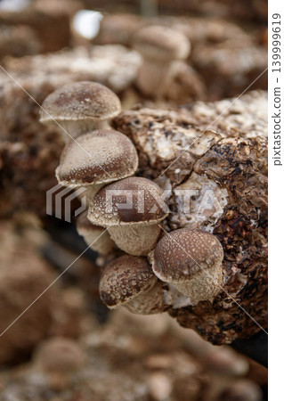 Fungal bed shiitake Fungal bed shiitake 139999619
