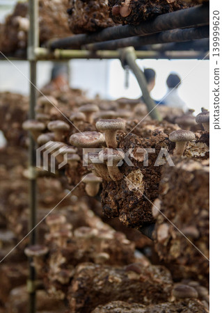 Fungal bed shiitake 139999620