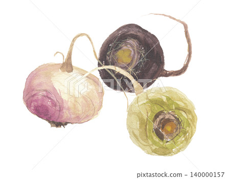 Three maca paintings in watercolor. Three maca paintings in watercolor. 140000157