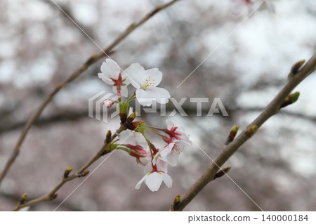 Light pink Yoshino cherry blossoms blooming in a park in spring Light pink Yoshino cherry blossoms blooming in a park in spring 140000184