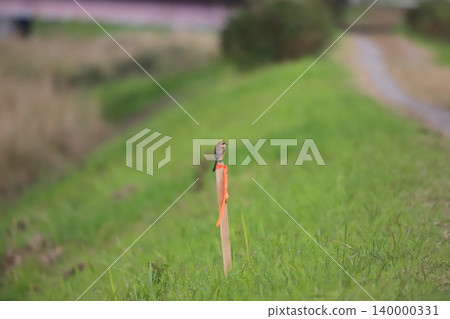 A shrike perched on a wooden sign 140000331