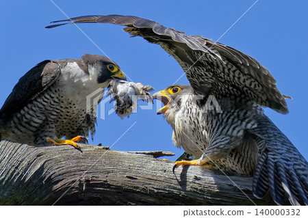 A male peregrine falcon hands its captured prey to a female. A male peregrine falcon hands its captured prey to a female. 140000332