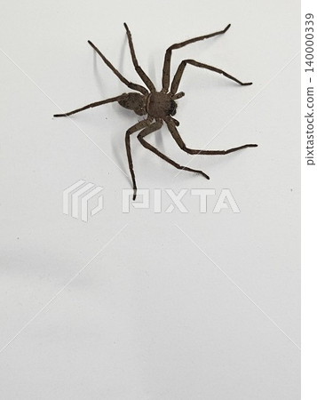spider on white background spider on white background 140000339