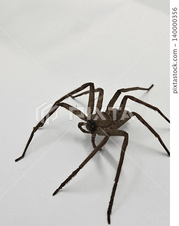 spider on white background spider on white background 140000356