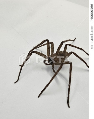 spider on white background spider on white background 140000366