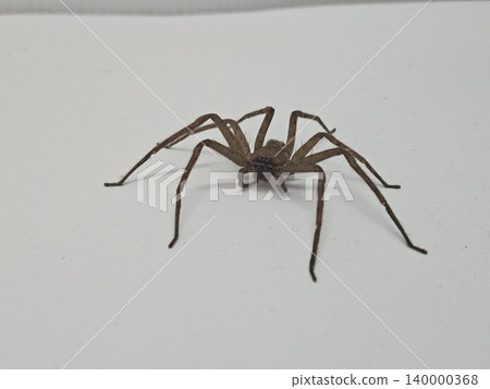 spider on white background spider on white background 140000368