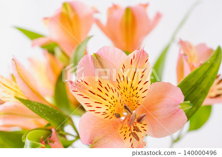 Indoor photo of pink and orange alstroemeria flowers against a white background (16) Indoor photo of pink and orange alstroemeria flowers against a white background (16) 140000496