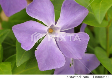 春天花園裡盛開的淺紫色長春花 春天花園裡盛開的淺紫色長春花 140000542