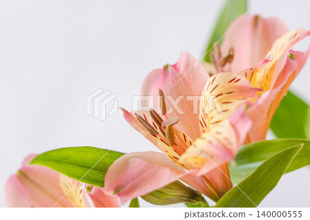 室內照片，粉紅色和橙色的六出花，白色背景（27） 140000555