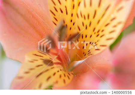 室內照片，粉紅色和橙色的六出花，白色背景（28） 140000556