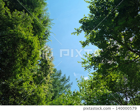 This is a low view of the tree. This is a low view of the tree. 140000579