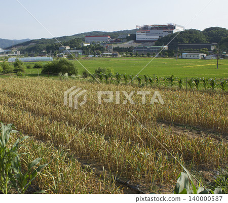 Garlic field 140000587