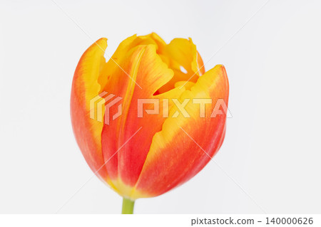 Orange-red tulips photographed indoors against a white background (04) Orange-red tulips photographed indoors against a white background (04) 140000626