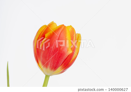 Orange-red tulips photographed indoors against a white background (05) Orange-red tulips photographed indoors against a white background (05) 140000627