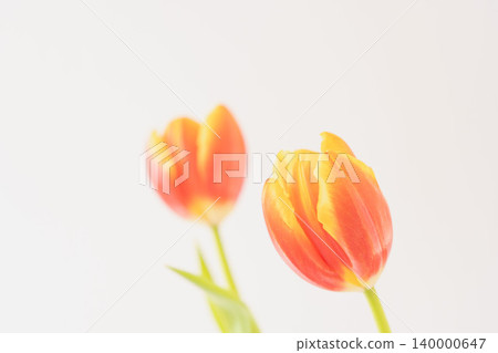 Orange-red tulips photographed indoors against a white background (26) Orange-red tulips photographed indoors against a white background (26) 140000647