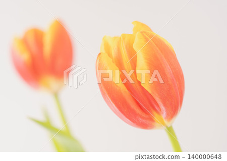 Orange-red tulips photographed indoors against a white background (27) Orange-red tulips photographed indoors against a white background (27) 140000648