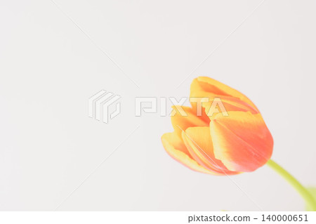 Orange-red tulips photographed indoors against a white background (30 photos) Orange-red tulips photographed indoors against a white background (30 photos) 140000651