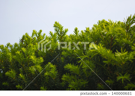 Taxus baccata close up. Green branches of yew tree(Taxus baccata, English yew Taxus baccata close up. Green branches of yew tree(Taxus baccata, English yew 140000681