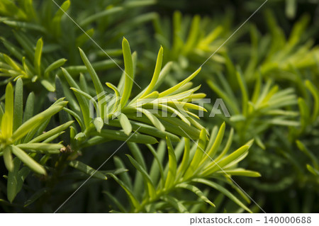 Taxus baccata close up. Green branches of yew tree(Taxus baccata, English yew Taxus baccata close up. Green branches of yew tree(Taxus baccata, English yew 140000688