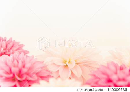 Indoor photography of dark pink and light pink dahlia flowers (42) 140000786