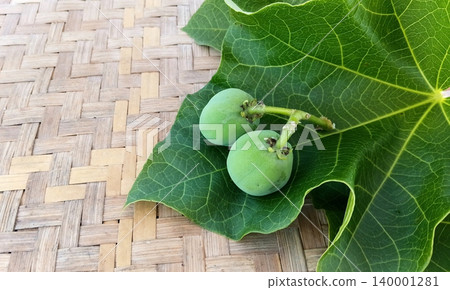 Jatropha curcas, a herbal plant used to treat flatulence. 140001281