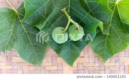 Jatropha curcas, a herbal plant used to treat flatulence. Jatropha curcas, a herbal plant used to treat flatulence. 140001283