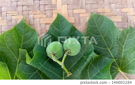 Jatropha curcas, a herbal plant used to treat flatulence. Jatropha curcas, a herbal plant used to treat flatulence. 140001284