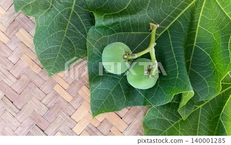Jatropha curcas, a herbal plant used to treat flatulence. Jatropha curcas, a herbal plant used to treat flatulence. 140001285