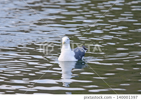 Herring Gull (Larus vegae) - A wild bird of Hokkaido. Herring Gull (Larus vegae) - A wild bird of Hokkaido. 140001397
