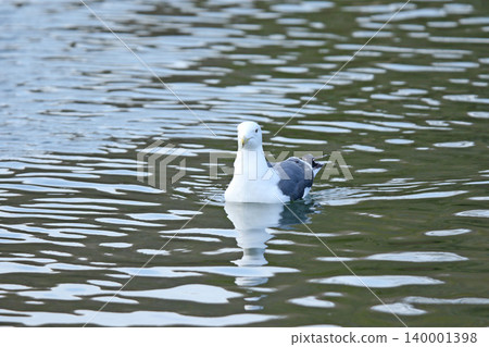 Herring Gull (Larus vegae) - A wild bird of Hokkaido. Herring Gull (Larus vegae) - A wild bird of Hokkaido. 140001398