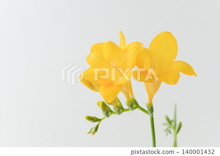 30 photos of yellow freesia flowers taken indoors. 30 photos of yellow freesia flowers taken indoors. 140001432